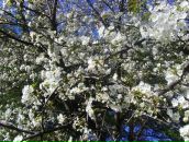 Ірина Панічева фотография #35 (источник - https://vk.com/id67275749)