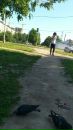 Das Барсик фотография #10 (источник - https://vk.com/id33740325)