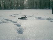 Рус Свірчевський фотография #33 (источник - https://vk.com/id50143246)