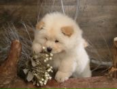 Фотография Бекировой Ирины