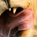 أنفسهم أحب фотография #5 (источник - https://vk.com/id145913596)