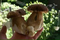 Володя Піпаш фотография #17 (источник - https://vk.com/id64047541)