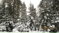 Сергей Новков фотография #48 (источник - https://vk.com/id390969)