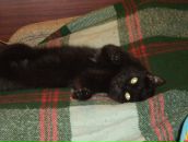 Liya Rf фотография #32 (источник - https://vk.com/id7710859)