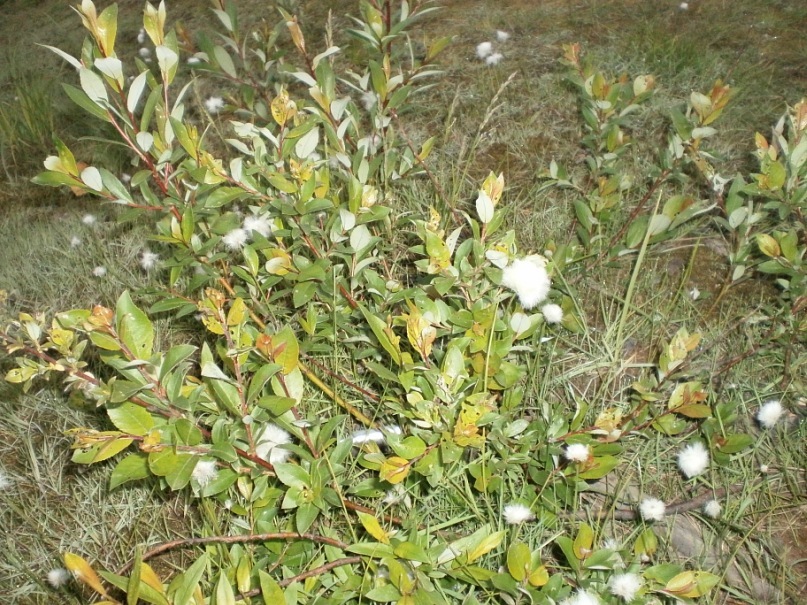 Саша Шляхов фотография #32