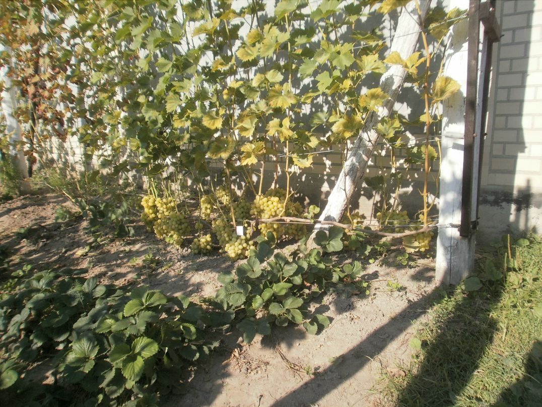 Олександр Сизоненко фотография #8