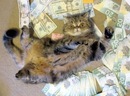 Робі Немеш фотография #31 (источник - https://vk.com/id151648492)