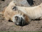 Фотография Кротько-Салековой Алины