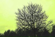 Данила Кед фотография #15 (источник - https://vk.com/id1902642)