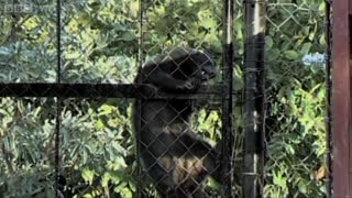 10 ПОРАЗИТЕЛЬНЫХ УМСТВЕННЫХ СПОСОБНОСТЕЙ ЖИВОТНЫХ