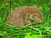 Дмитрий Ларин фотография #25 (источник - https://vk.com/id478471)