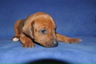 Фотография Мкртычян Екатерины