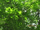 Ілюша Гаєвський фотография #14 (источник - https://vk.com/id49575588)