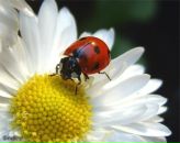 Лідія Ворончук фотография #10 (источник - https://vk.com/id29552737)