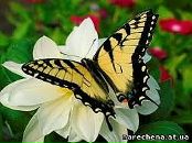 Аліна Стасячек фотография #14 (источник - https://vk.com/id100333077)