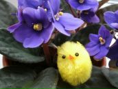 Фотография Соловейчик Ирины