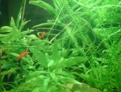 Dathim Origin фотография #44 (источник - https://vk.com/id2932718)