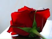 Фотография Гуменной Натальи