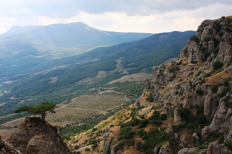 Phasma Morulus фотография #38