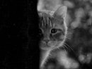 Фотография Stoppel Leonid