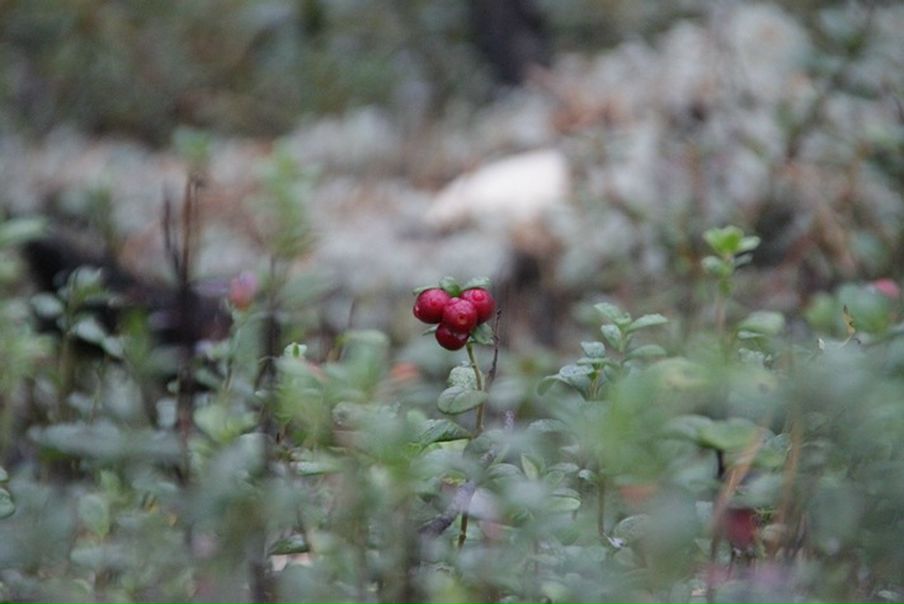 Дмитрий Кушкин фото №14