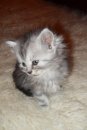 Кот Салтыков фотография #6 (источник - https://vk.com/id82408447)