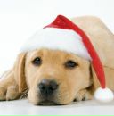 Фотография Паканич Эллы