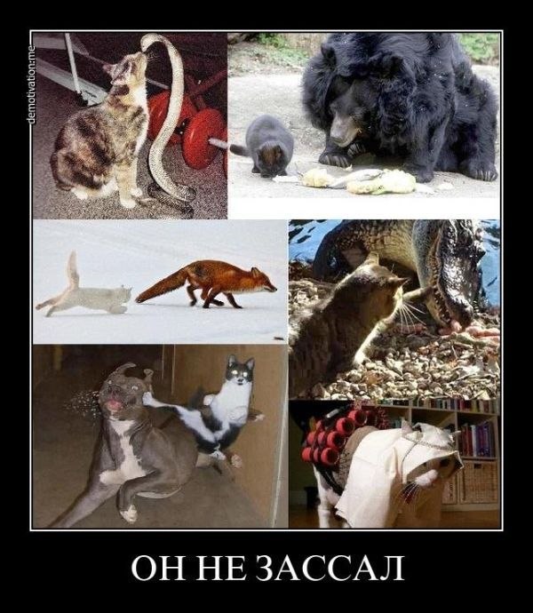 Михаил Басиров фотография #46