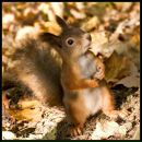 Фотография Белозеровой Василисы