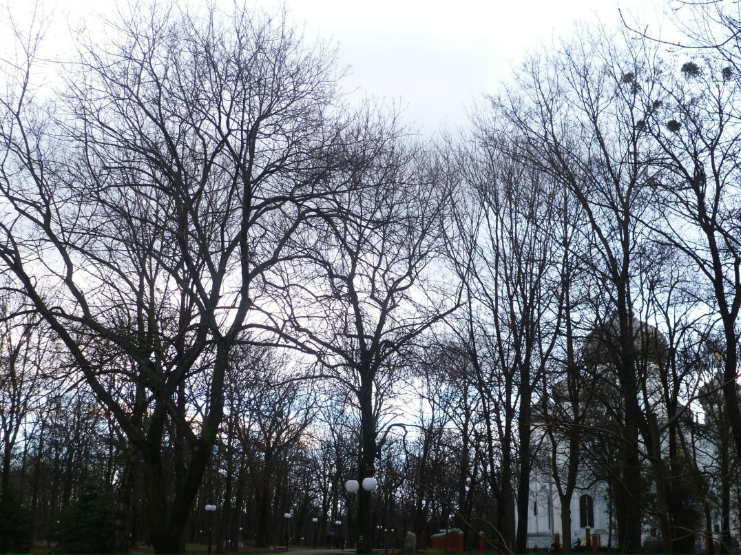 Dragon Fly фотография #22