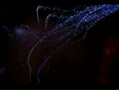 Bruce Raw фотография #9 (источник - https://vk.com/id629149)