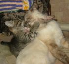 Фотография Про Ананастасии