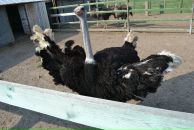 Константин Басалаев фотография #18 (источник - https://vk.com/id257097)