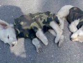 Анатолій Оплаканський фотография #32 (источник - https://vk.com/id43541888)