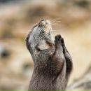 Фотография Зубры Ники