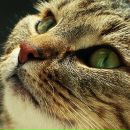 Фотография Доронкина Анна