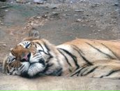 Фотография Малибу Светланы