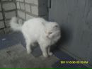 Степан Романів фотография #49 (источник - https://vk.com/id104732636)
