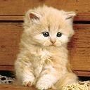 Іван Петришин фотография #2 (источник - https://vk.com/id114444461)